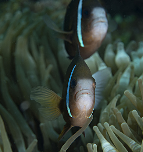 Photo of Barrier Reef Clownfish (Amphiprion akindynos)