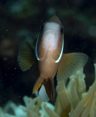 Amphiprion akindynos