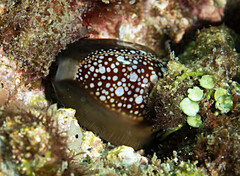 Monetaria caputserpentis