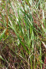 Glyceria arundinacea