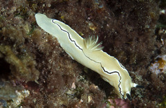 Doriprismatica atromarginata