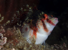 Cirrhitichthys falco