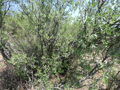 Diospyros lycioides lycioides