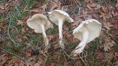 Leucopaxillus