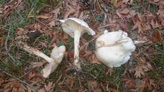 Leucopaxillus