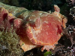 Hexabranchus