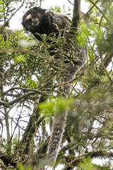 Callithrix penicillata