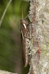 Schistocerca flavofasciata