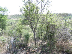 Searsia pyroides pyroides