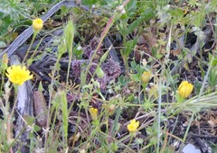 Scolymus hispanicus