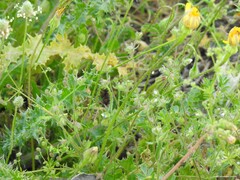 Campanula erinus