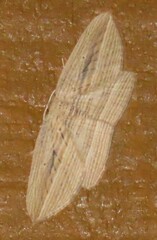 Epiphryne verriculata