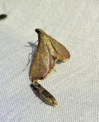 Endotricha mesenterialis