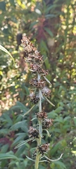 Ambrosia arborescens