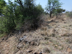 Gymnosporia buxifolia