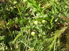 Biserrula pelecinus