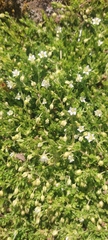 Arenaria parvifolia