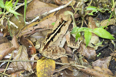 Rhinella ornata