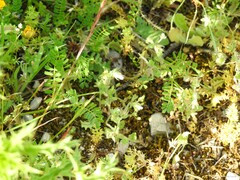 Biserrula pelecinus