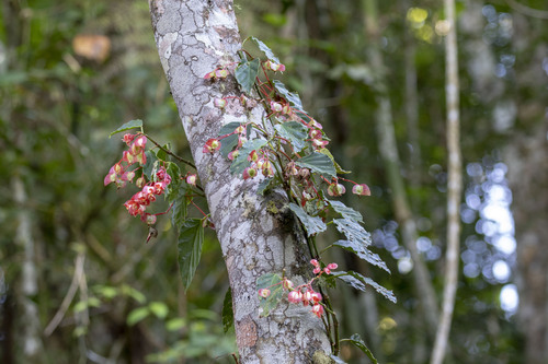 Begonia radicans, photograph 5