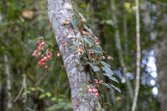 Begonia radicans, photograph Steven Whitebread, CC BY, iNaturalist via GBIF