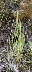 Equisetum bogotense