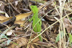 Enyalius