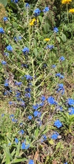 Cynoglossum amabile