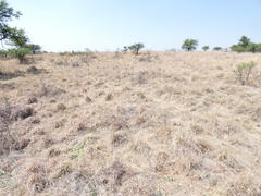 Arctotis arctotoides