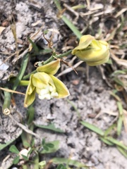 Albuca setosa
