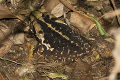 Rhinella icterica