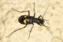 Oxycheila tristis