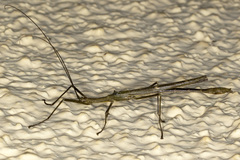 Pseudophasmatidae