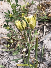Albuca setosa
