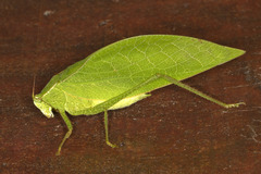 Phylloptera