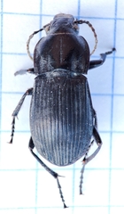 Carabidae