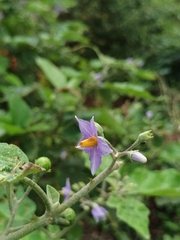 Solanum violaceum