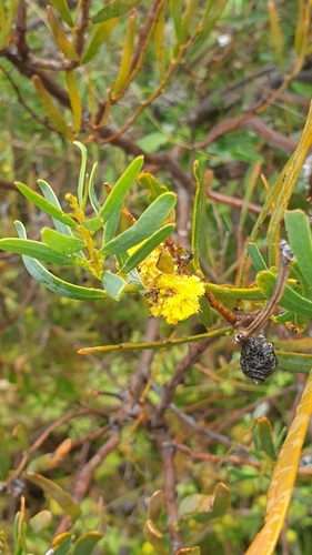 Image of Acacia cupularis by (c) Rosalie Lawrence, some rights reserved (CC BY)