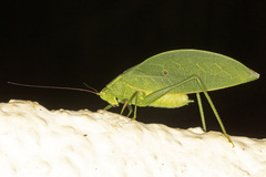 Phylloptera