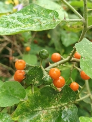 Solanum violaceum