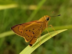 Cephrenes trichopepla