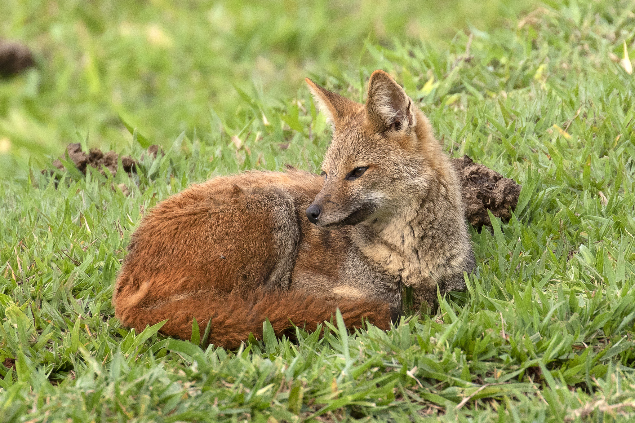Hoary Fox (Lycalopex vetulus) · iNaturalist