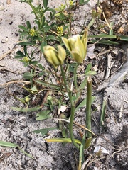 Albuca setosa