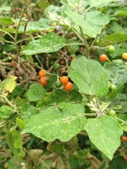 Solanum violaceum
