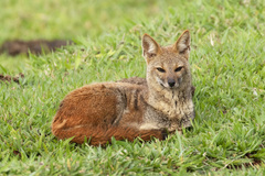 Lycalopex vetulus