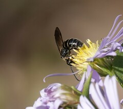 Lasioglossum fuscipenne