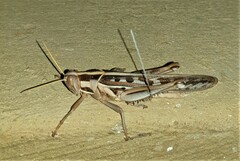 Cyrtacanthacris tatarica