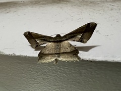 Krananda latimarginaria