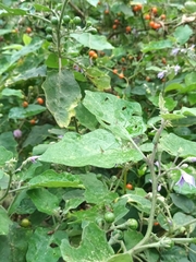 Solanum violaceum