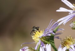 Lasioglossum fuscipenne